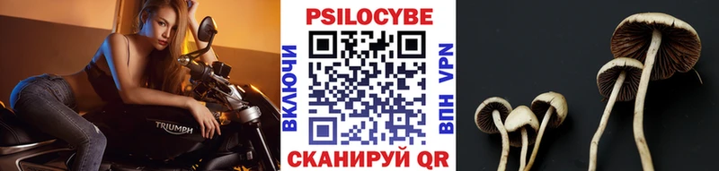 Галлюциногенные грибы Psilocybine cubensis  где найти   Спас-Клепики 